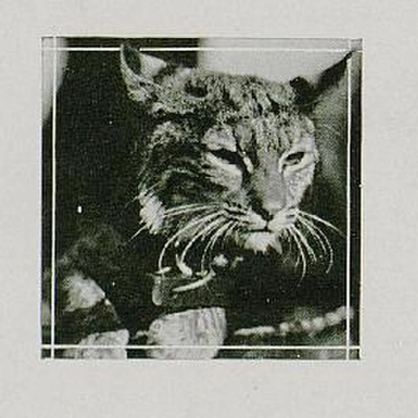 A collared live wildcat in a 1922 Kentucky yearbook.